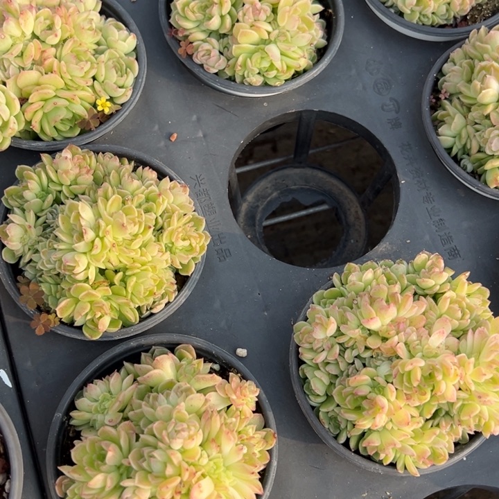 爱杜丽儿麦秆群不包整散一颗量拍多肉满20包邮初7发