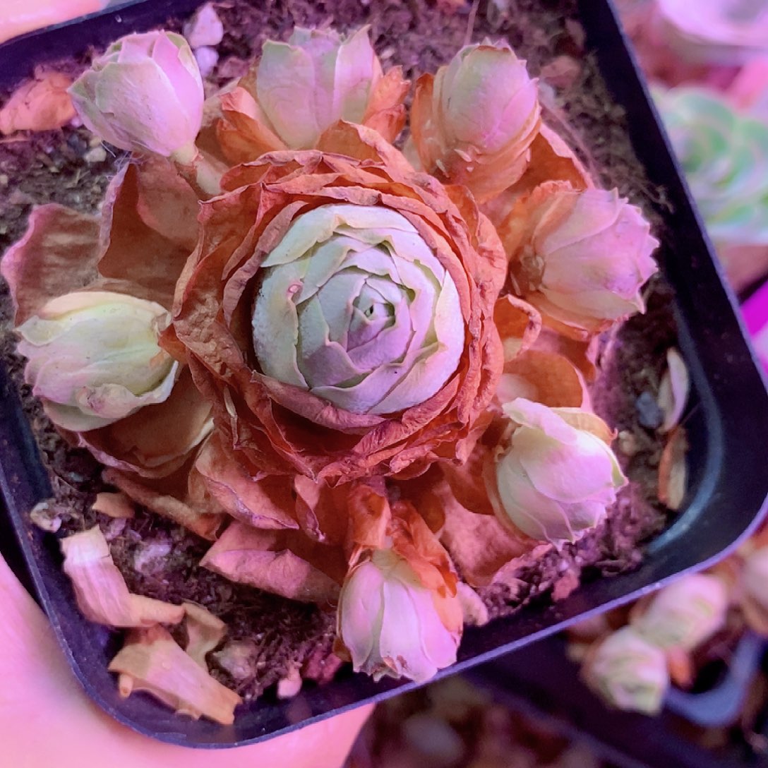 山地玫瑰一物一拍602