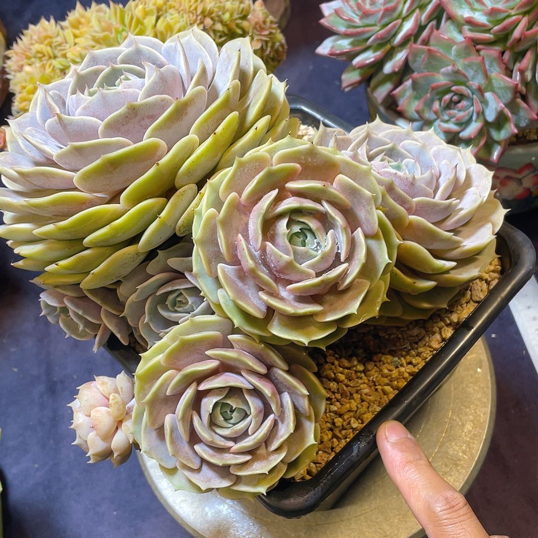 多肉植物脱土包邮