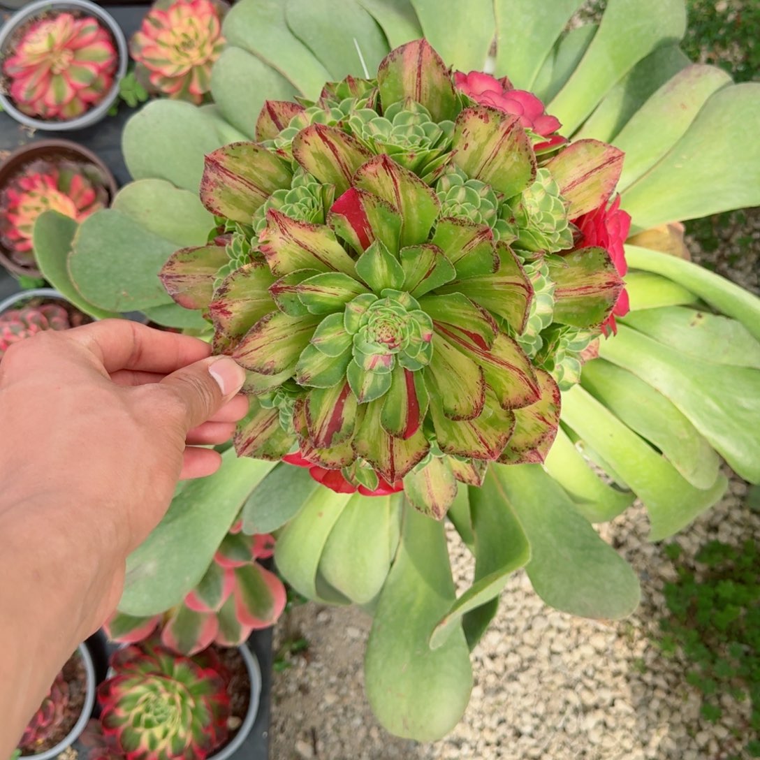 二**姨多肉植物发货发货