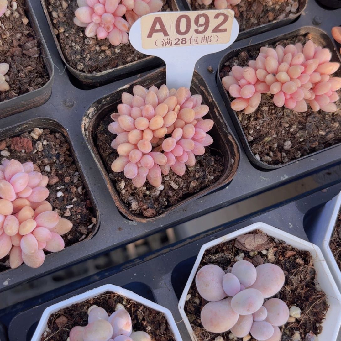 A092星黛露一物一拍