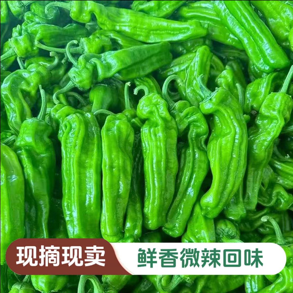 新鲜薄皮辣椒现摘现发微辣爽口农家自种应季蔬菜