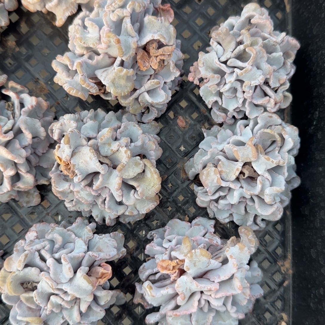 从前慢花园精选多肉白饺子皮小