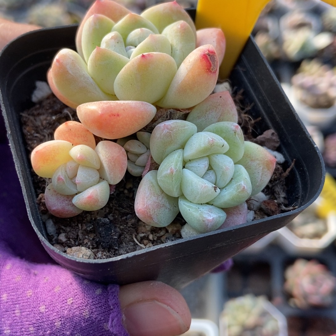 564冰玉多肉植物顿肉