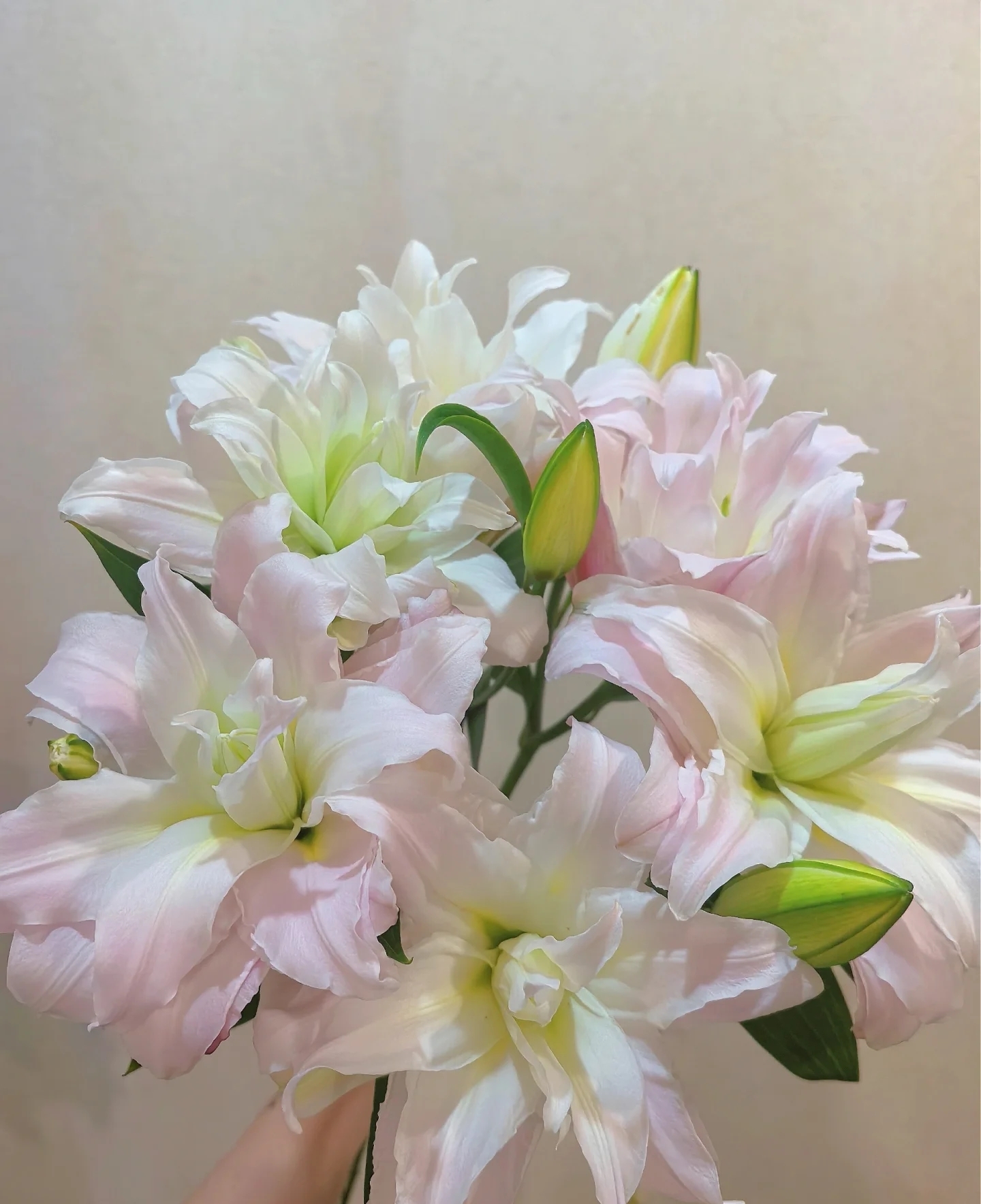 女神/粉黛    粉嫩嫩粉色  重瓣百合