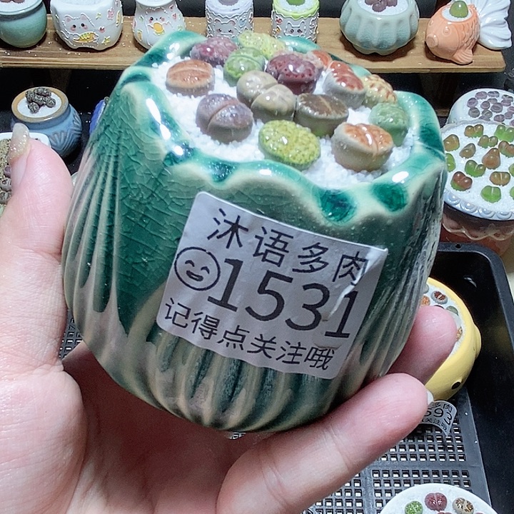 精美盆栽 一物一拍1531