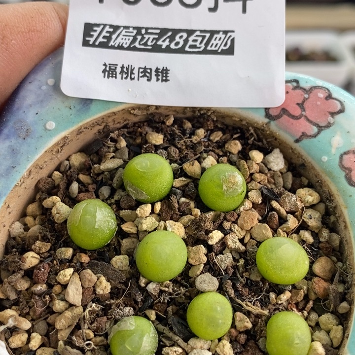 多肉一物一拍拉登9个063号