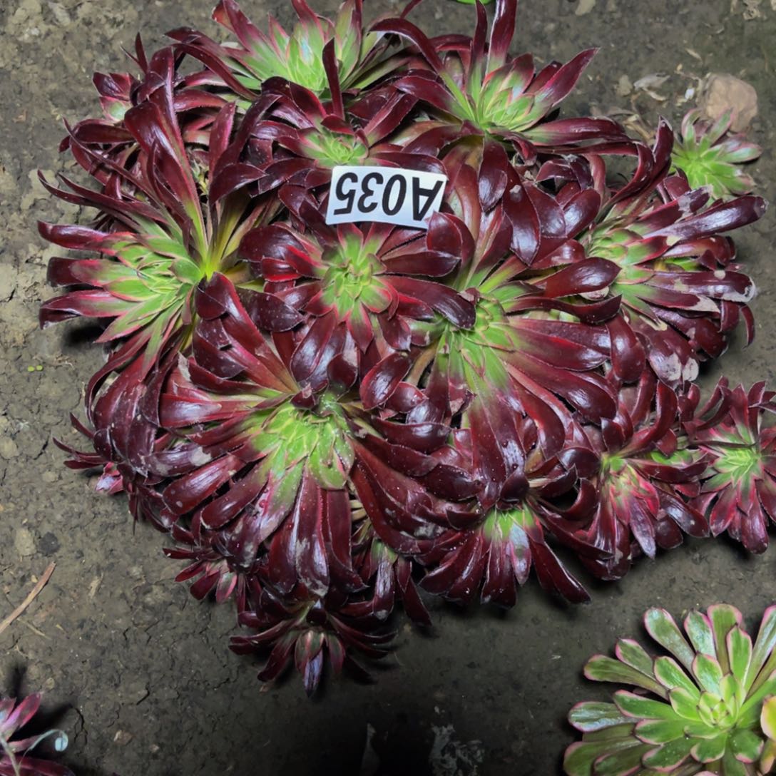 孔雀法师28//////。45包邮