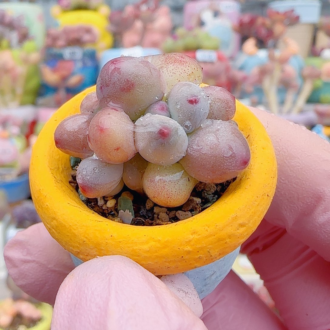 L 迷你彩虹奶 盆口2cm