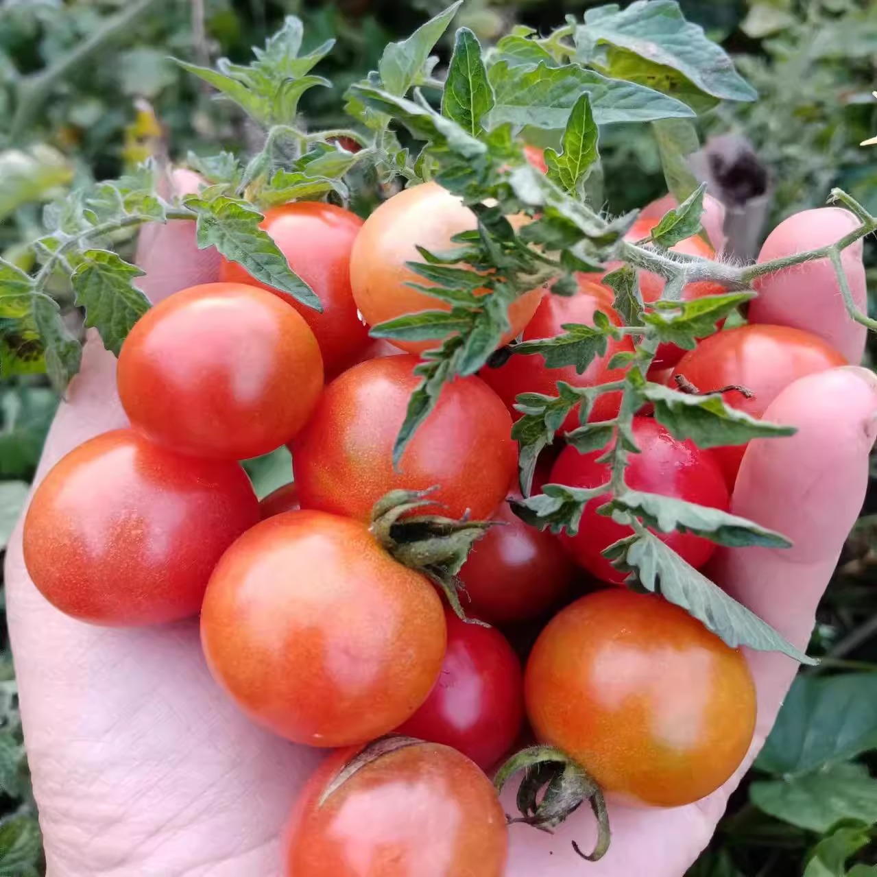 贵州新鲜小番茄食用酸汤原料孕妇毛辣果小西红柿