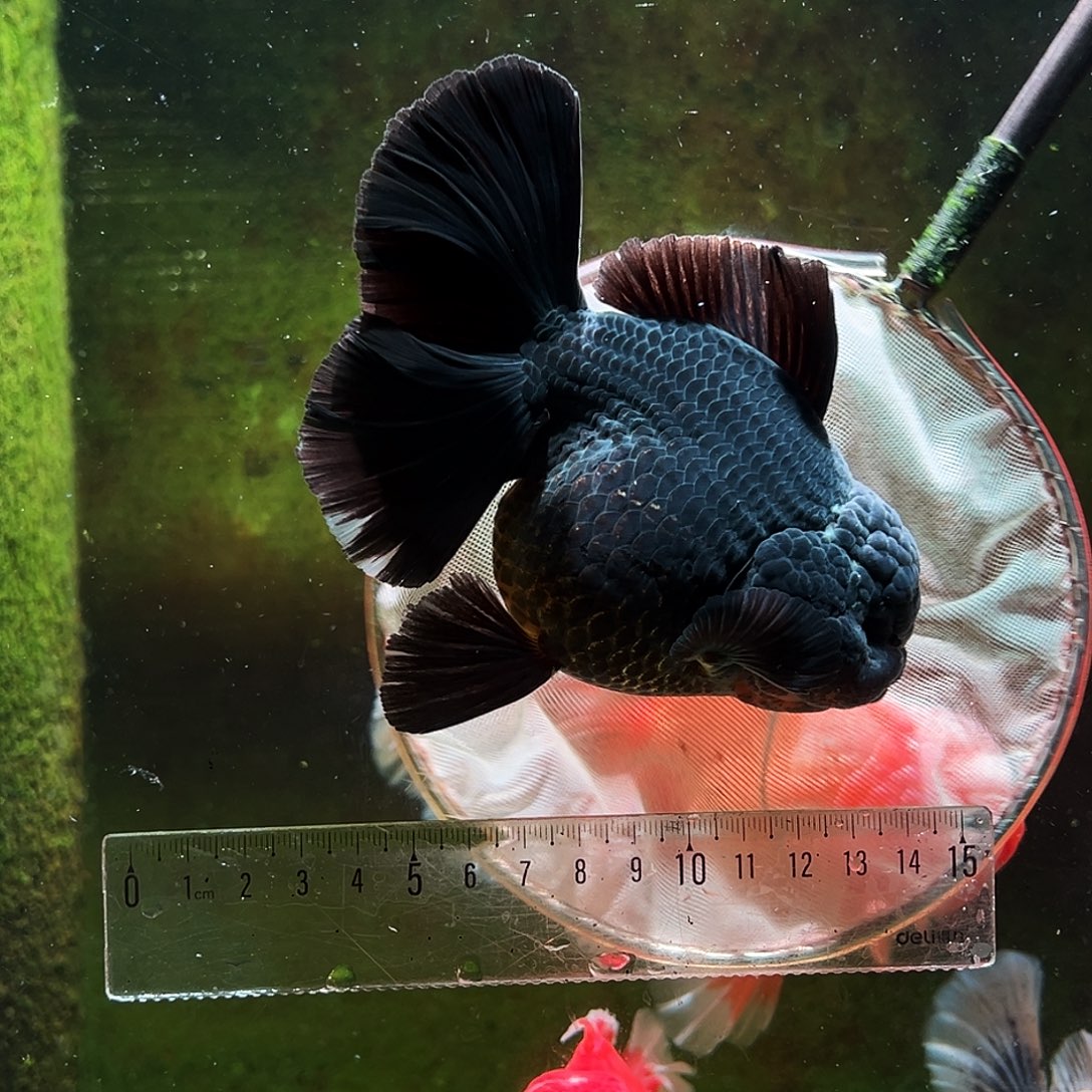 金鱼冷水金鱼百褶泰狮