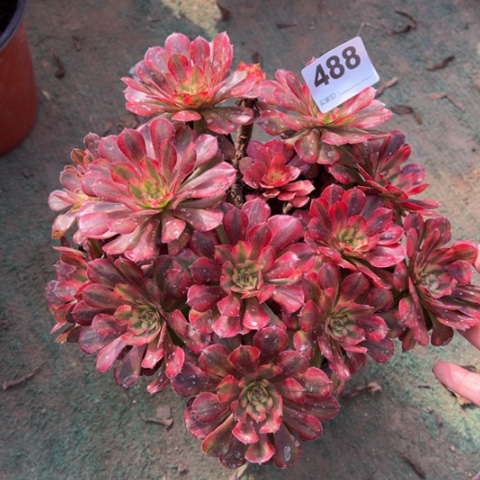 488月蝉多肉植物，