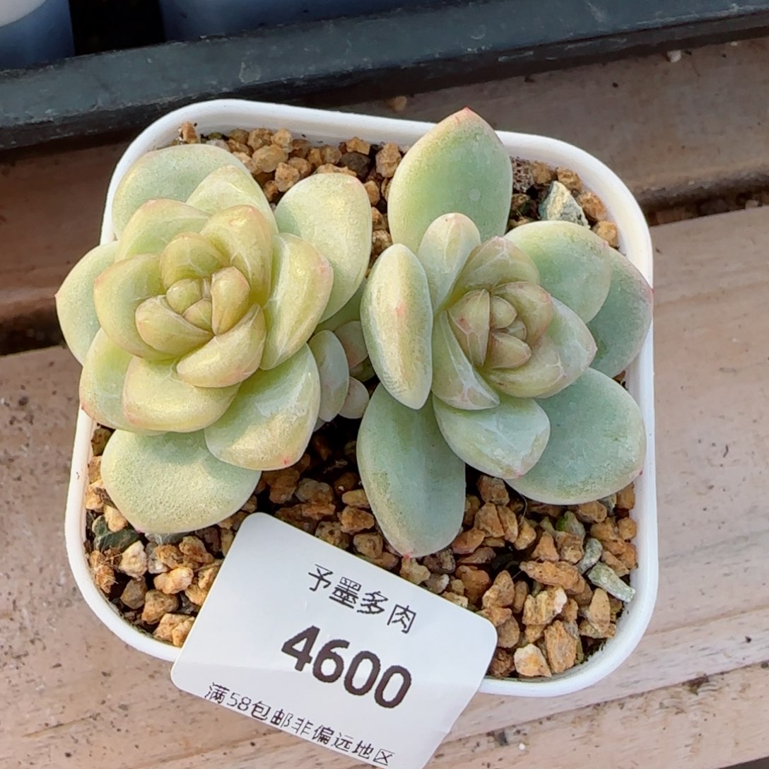 玉清风，4600多肉植物
