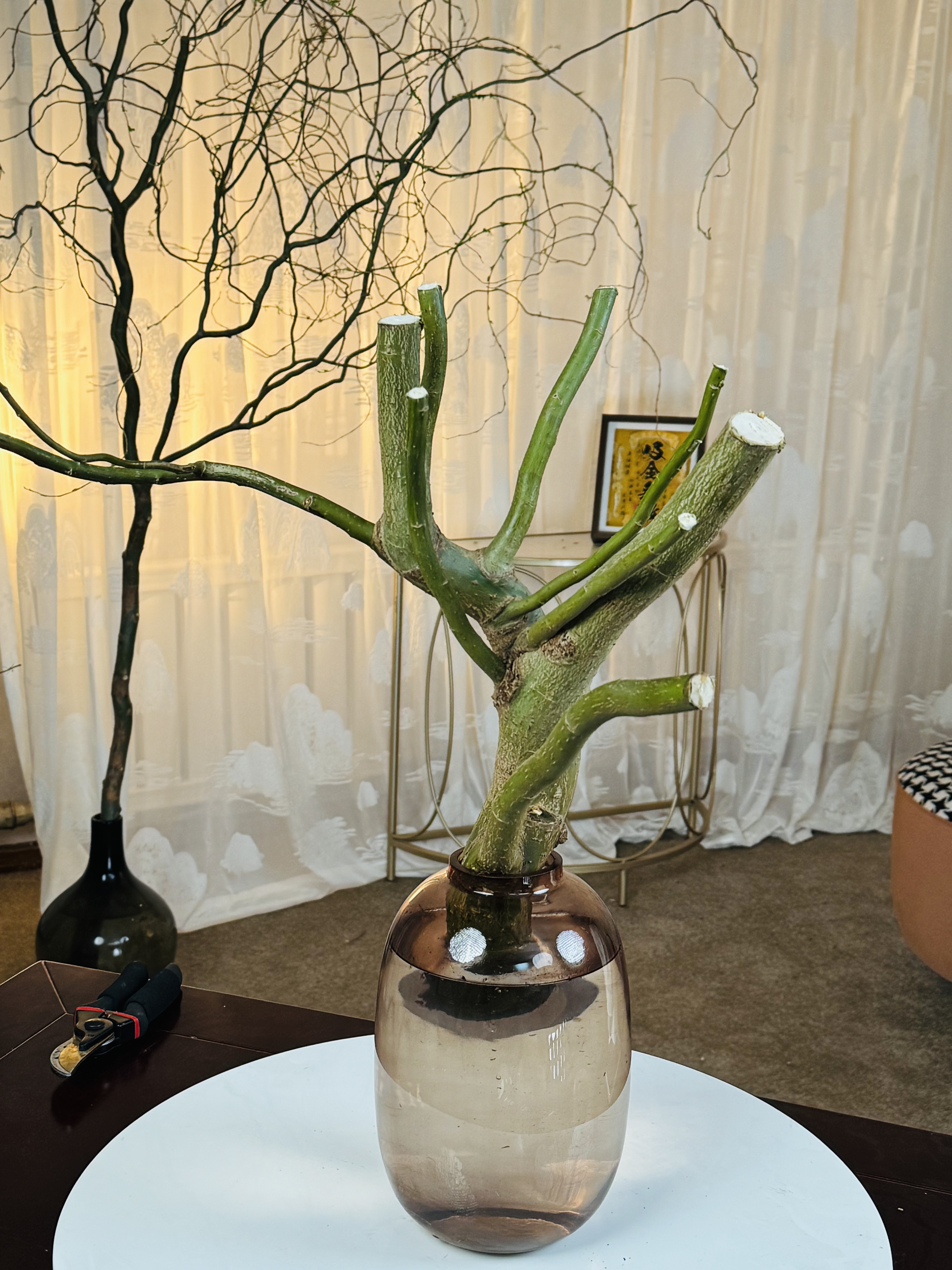 东北老桩造型龙须柳树