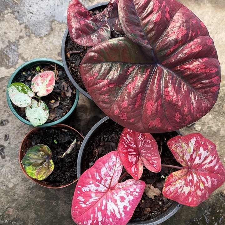 大***子33-1209四颗彩叶芋广东现货