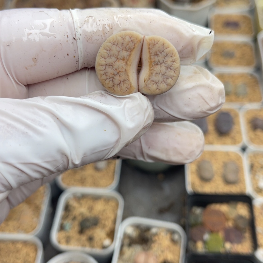 多肉植物一物一拍22