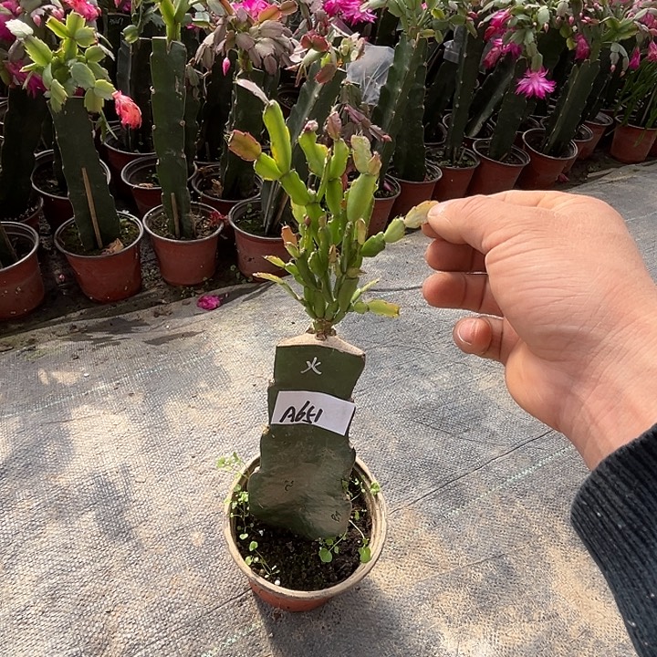 完全开放A651火焰蟹爪兰