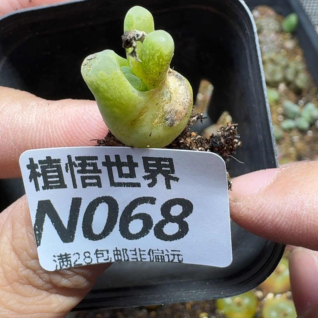 多肉W的人生gbjjk