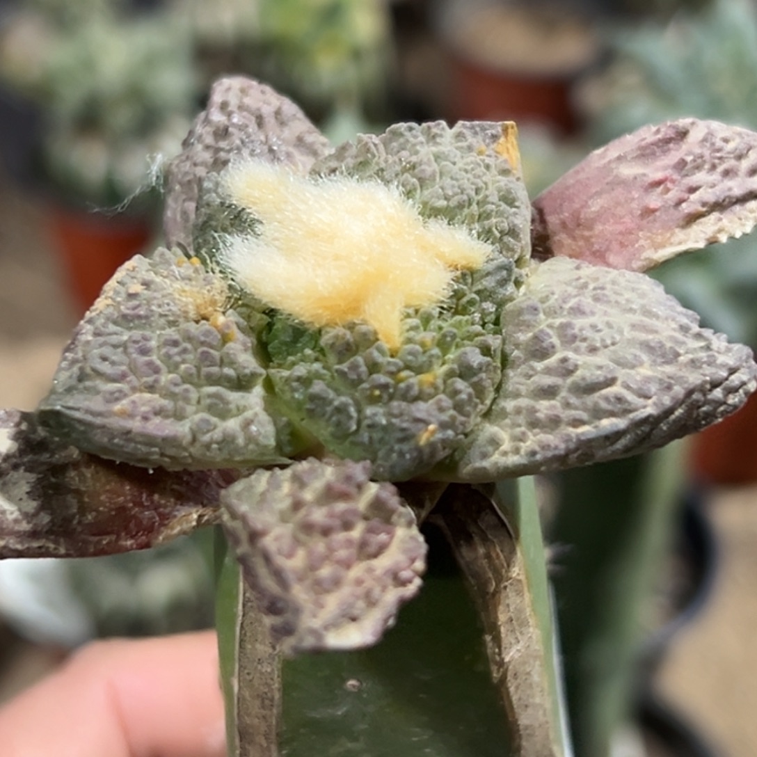 完全开放福利长尤紫肌哥斯拉牡丹556