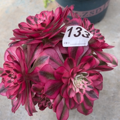 133倾城朵朵15厘米左右