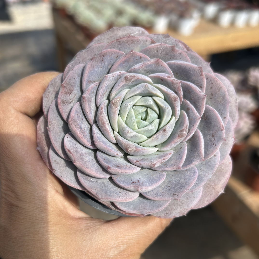 恩宠多肉植物      全场满16.8包邮，实物以直播展示为准