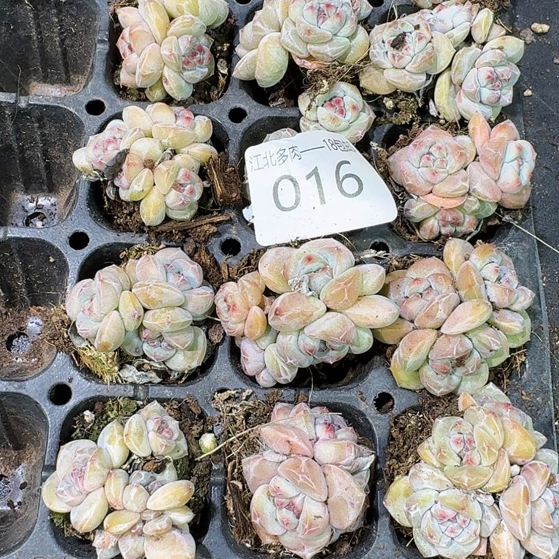 16号到手1颗，星影小树