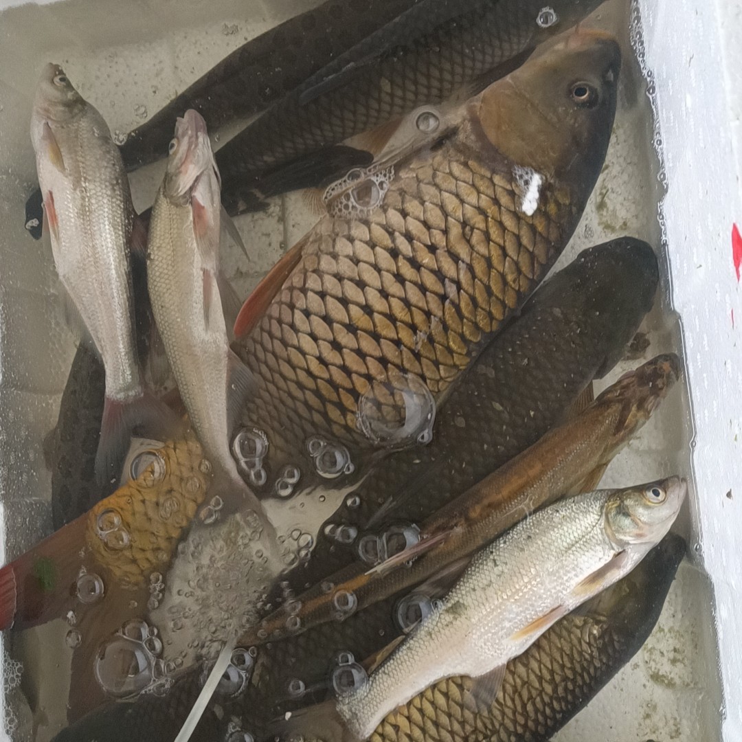 仙岛湖清水鱼现拍现称现杀顺丰急冻发货肚子有一定损耗现场改链接