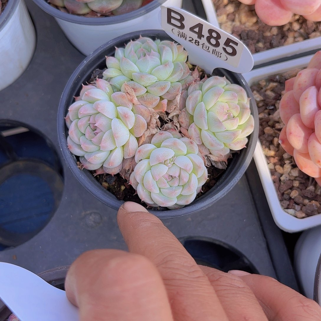 B485艾尔吧美妮一物一拍