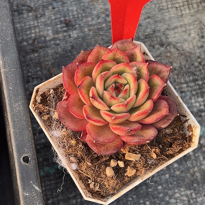 琪***@糖心      31029号