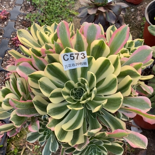 573白凤多肉植物