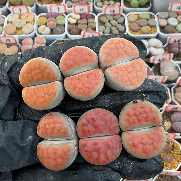 生石花2/：：。紫折。  252号