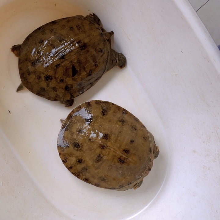 逍***在中国大陆福利鱼包活不退换