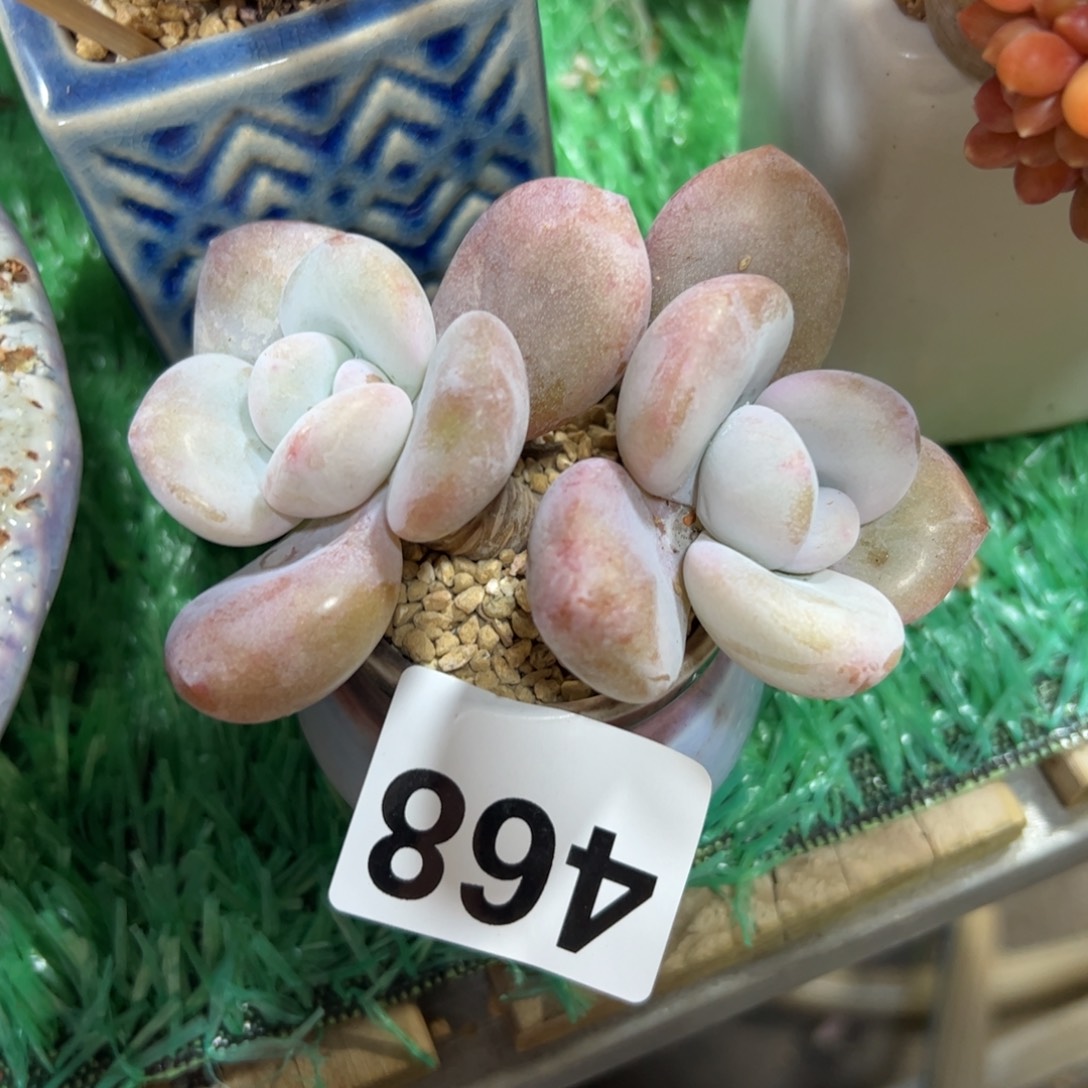 464 10cm满38包邮一物一拍