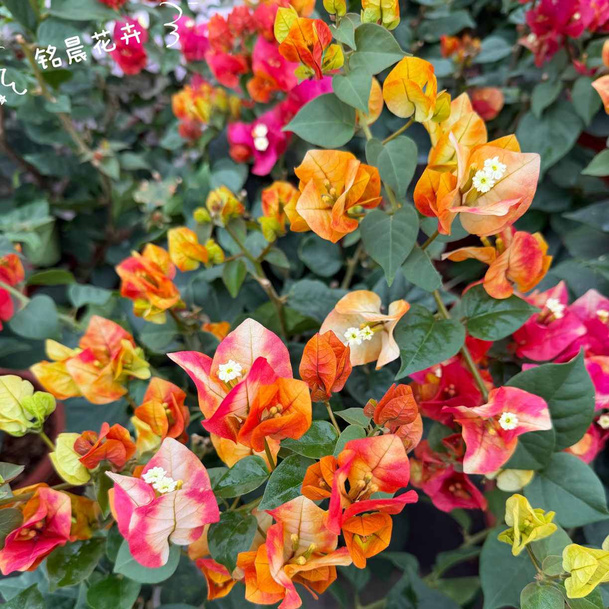 飞鱼，=莫吉托三角梅