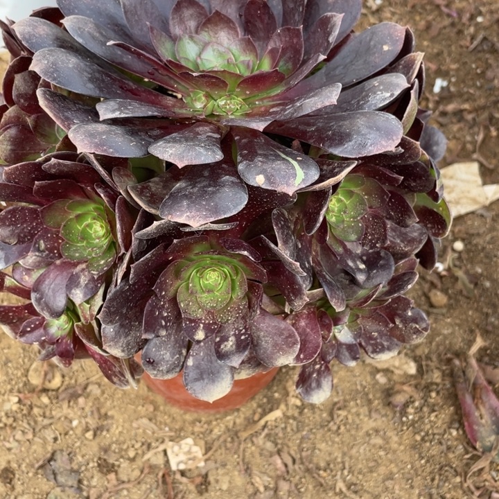 无花朵430多肉植物赤焰莲