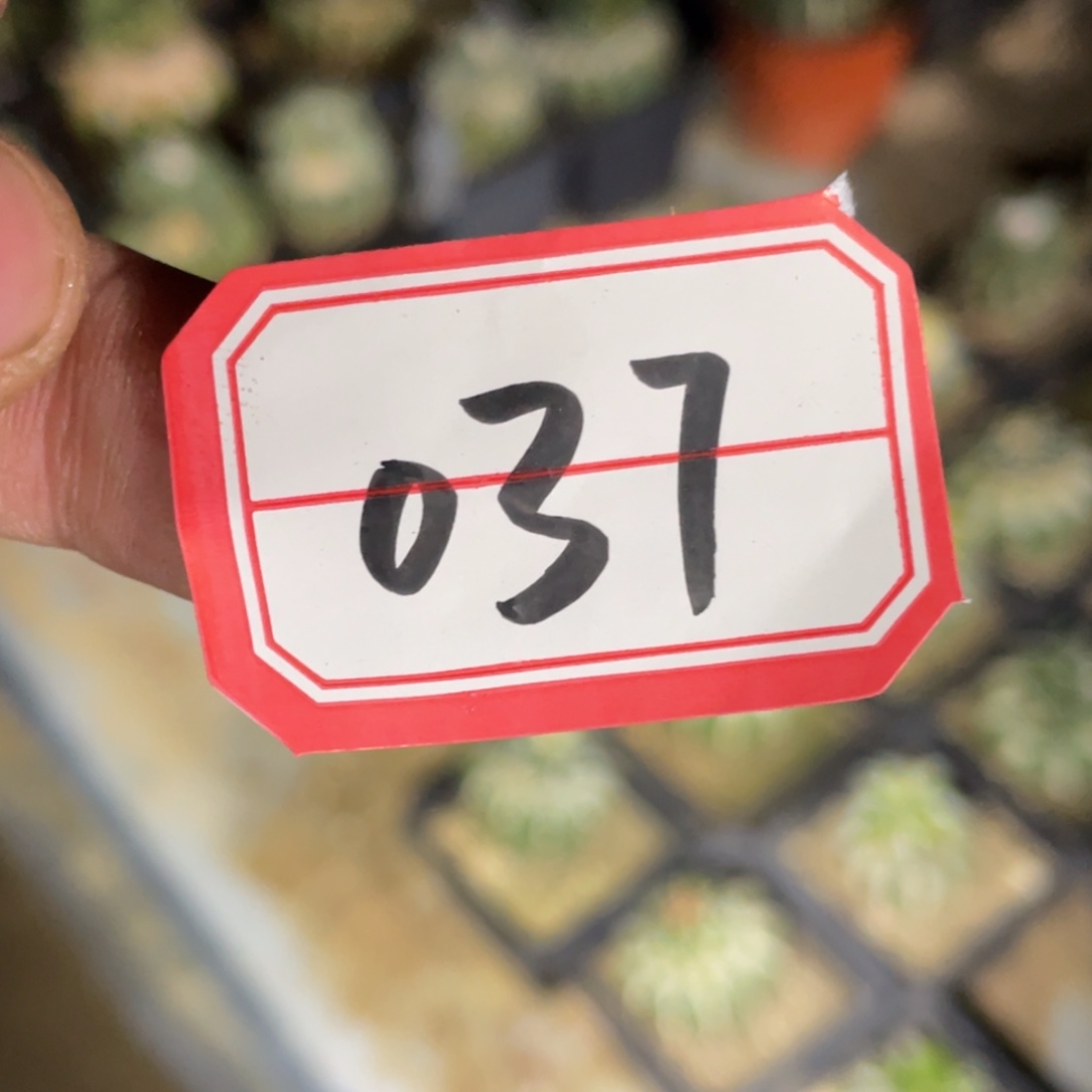 无花朵仙人球开花 037