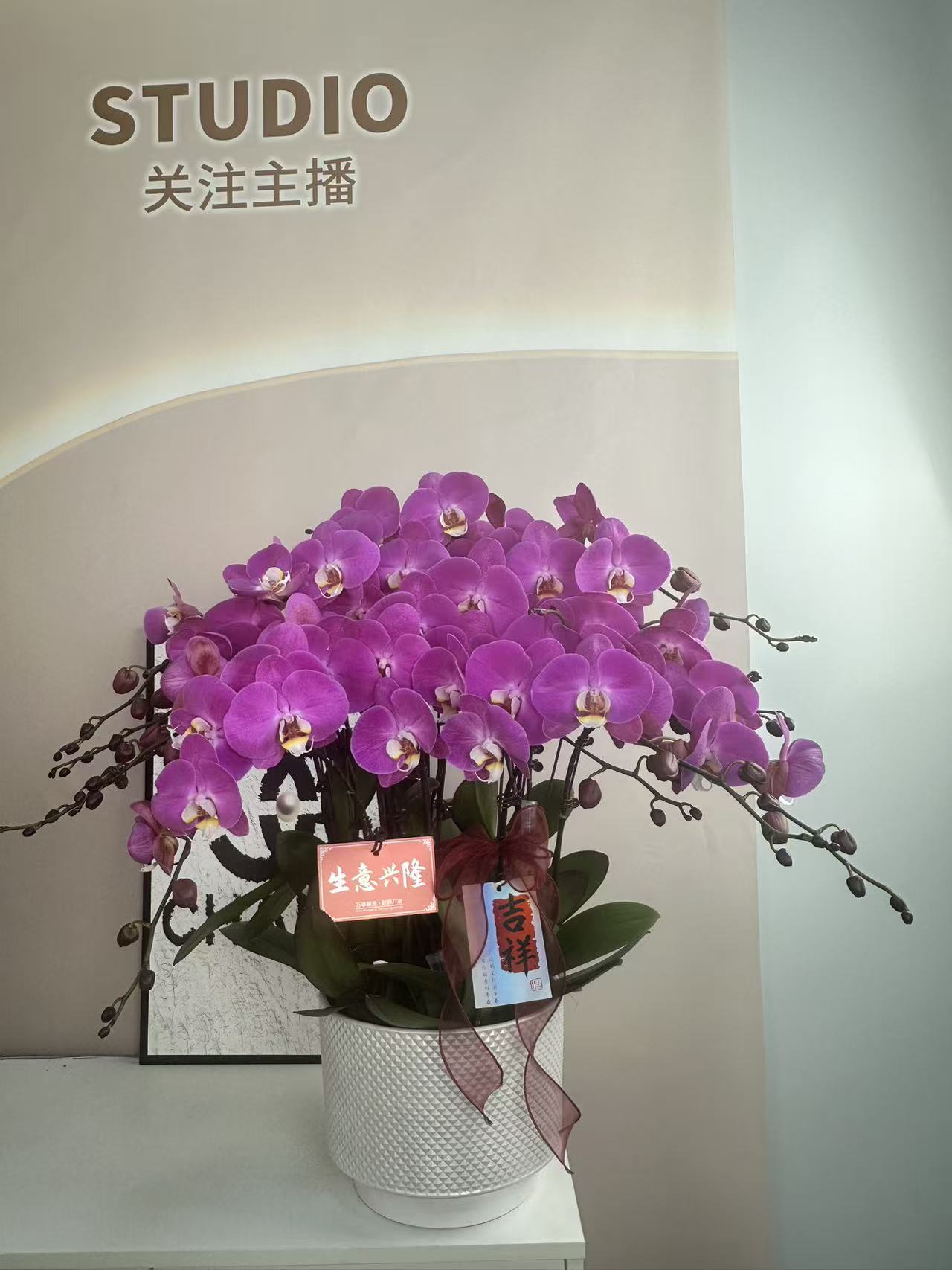 蝴蝶兰【粉宝图】精美组盆系列易养活多样性发货