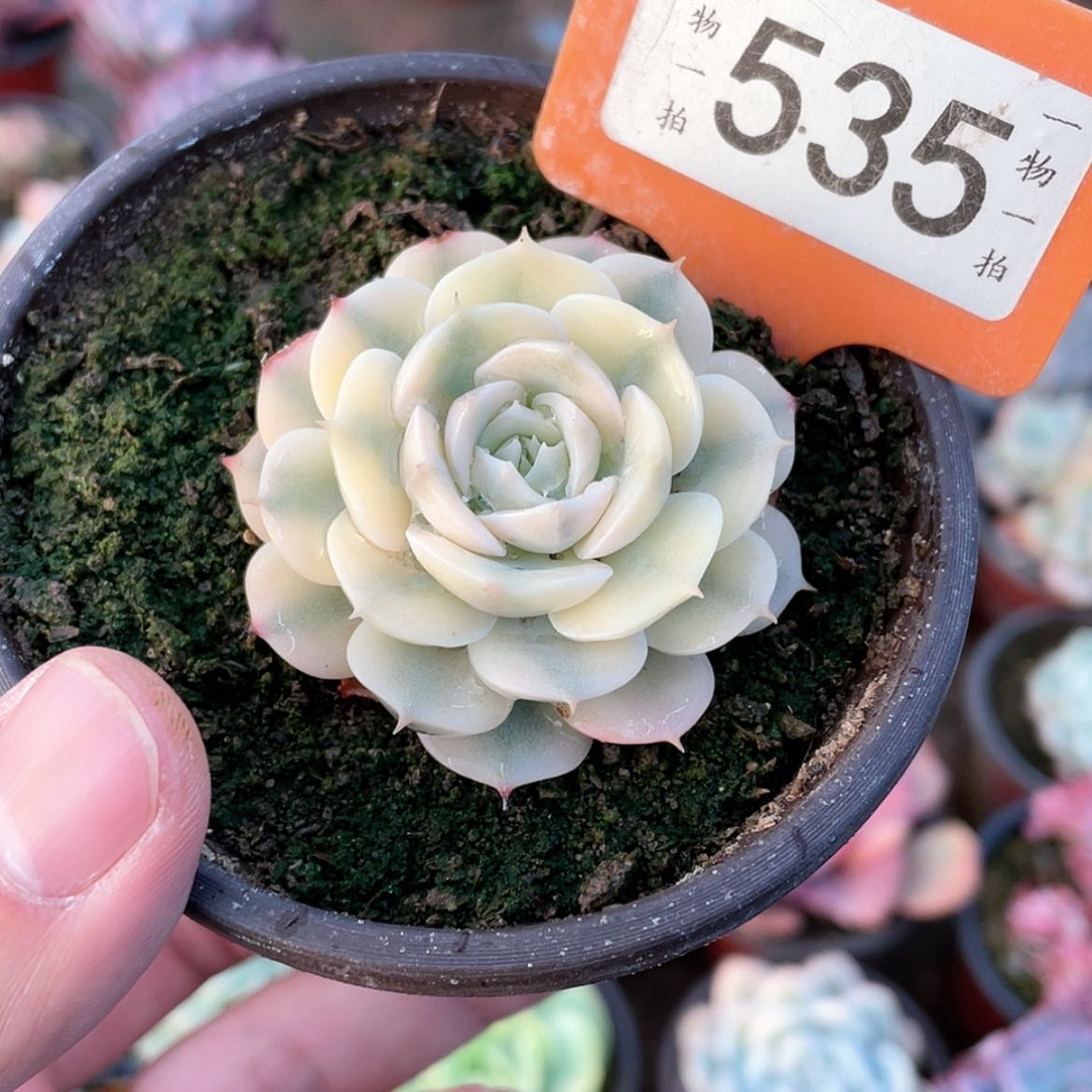 【闪购商品】535雪域白锦