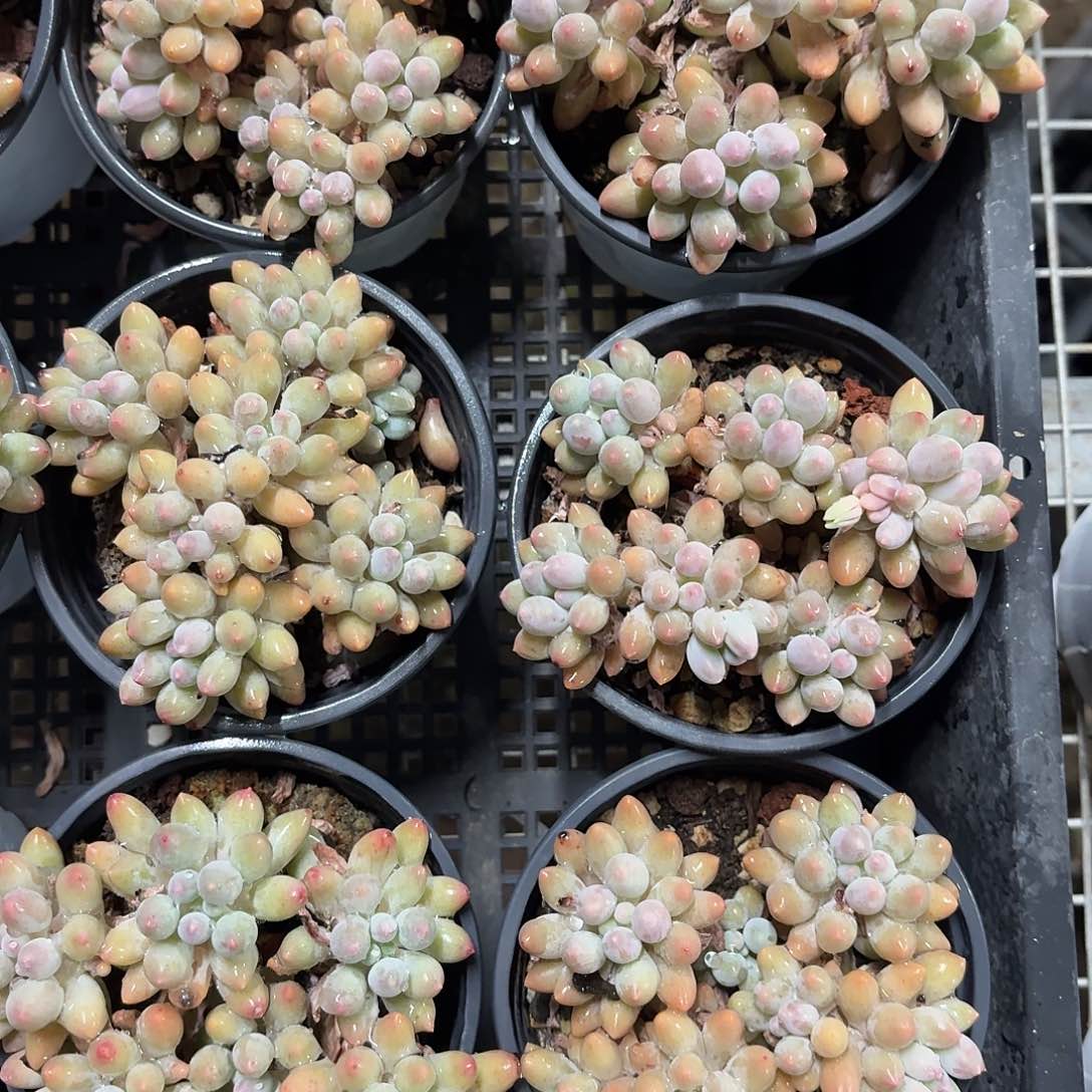 婴儿手指小群9㎝盆参考