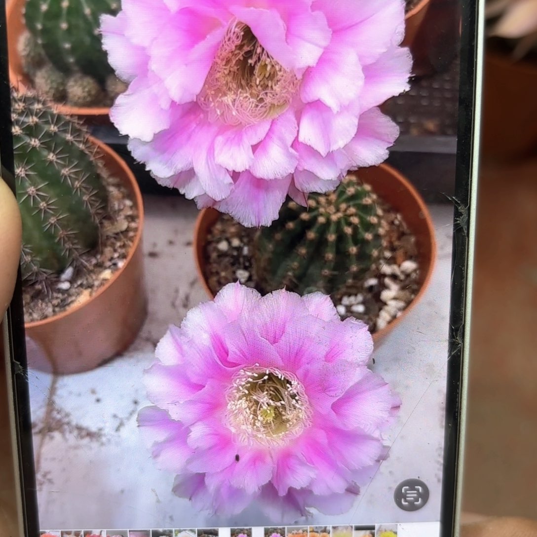 彩草60号7公分左右