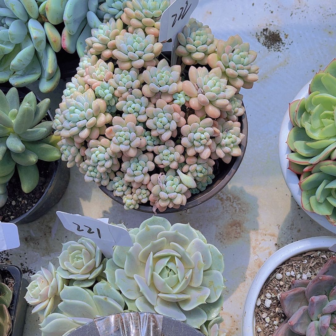 A***盼000000000000000222