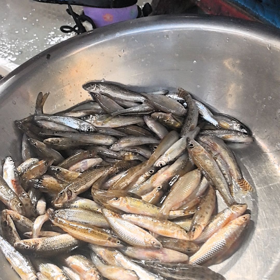 石台小李代购小杂鱼1斤