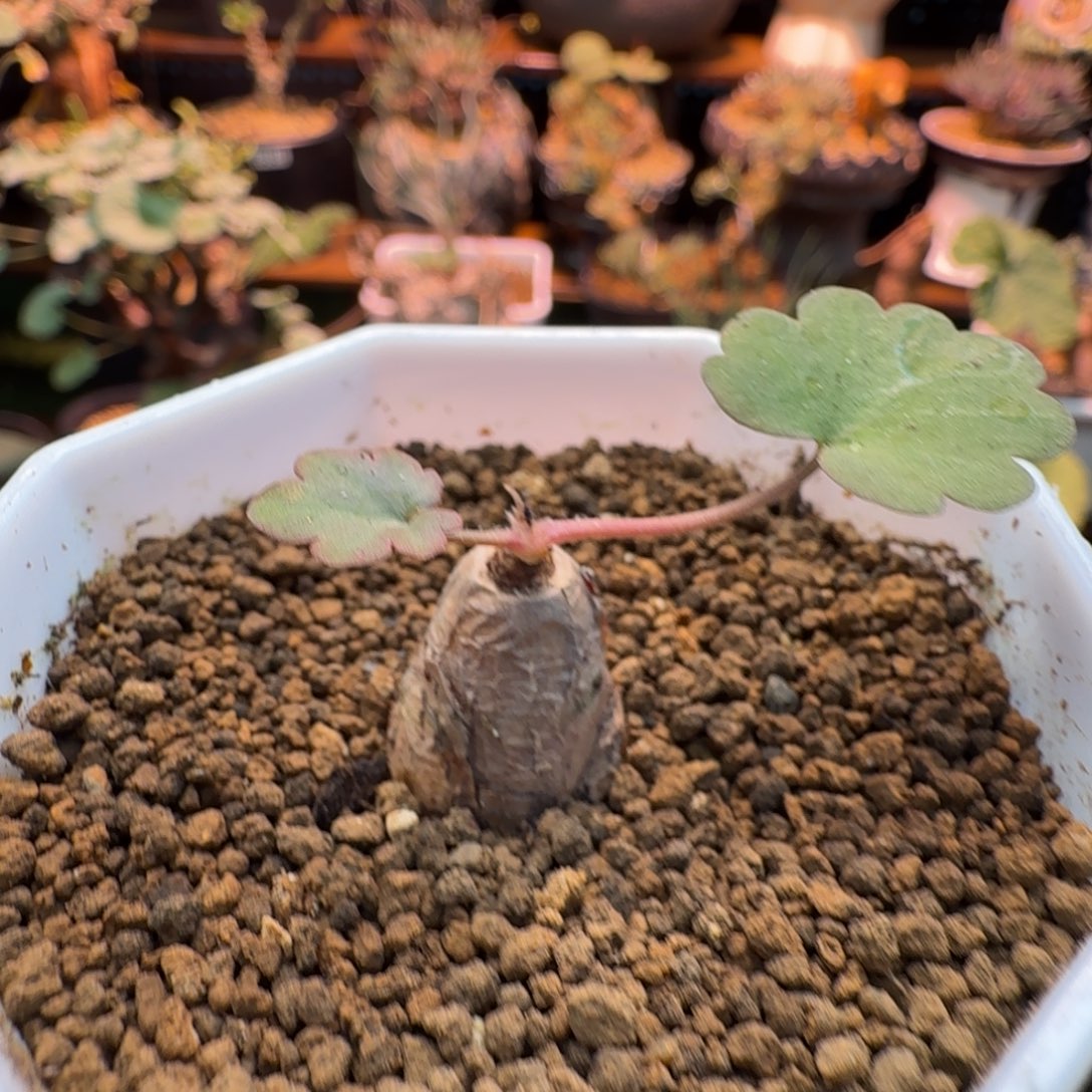 肾叶洋葵781 仙人掌