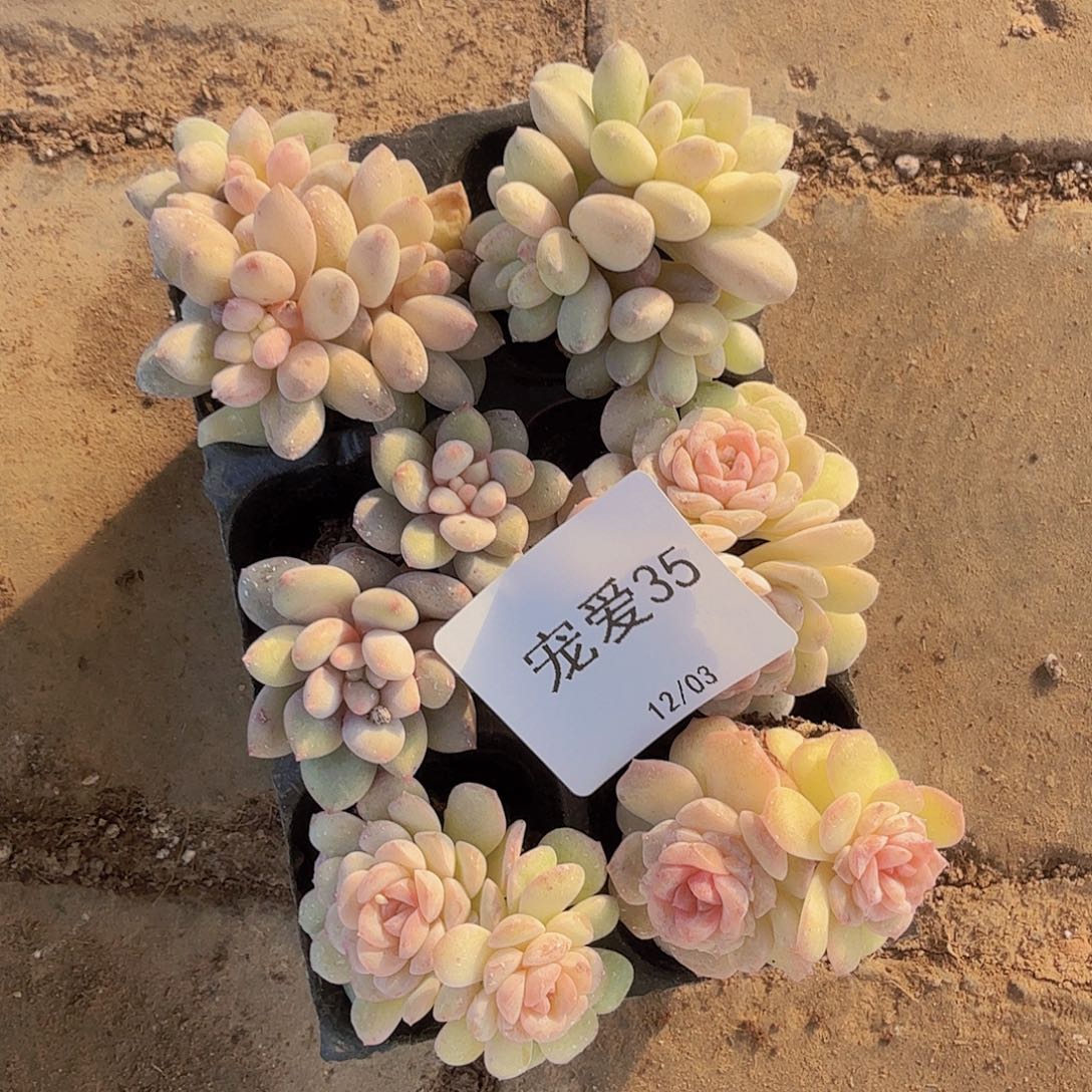 35直播福利一物一拍