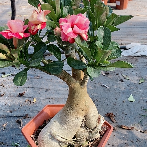 【闪购商品】无花朵今***兮