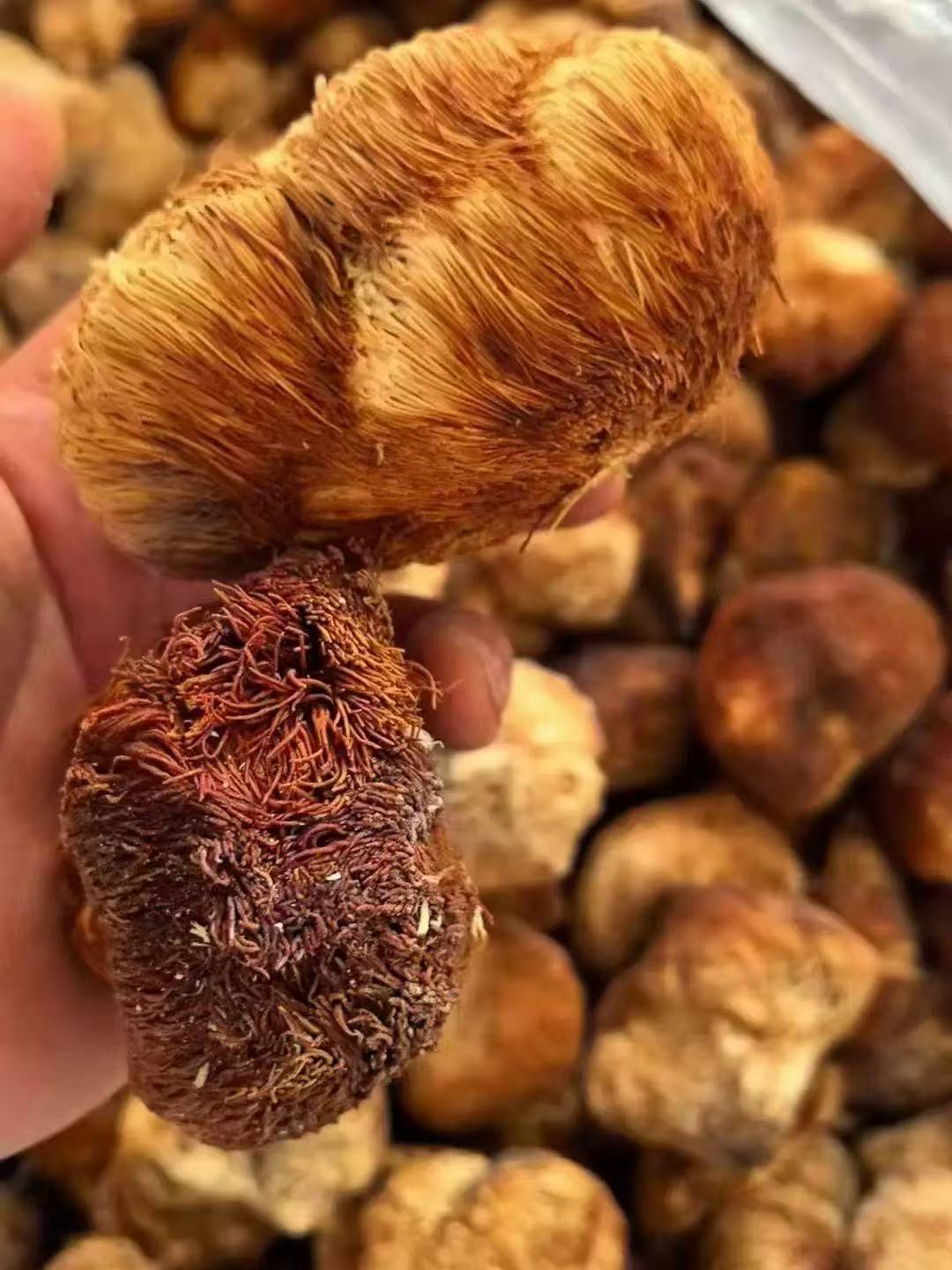 【西藏野货】西藏野生猴头菇 煲汤煮水山货药 可备注磨粉