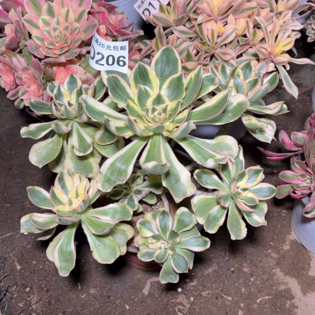 206多肉植物艳姿锦