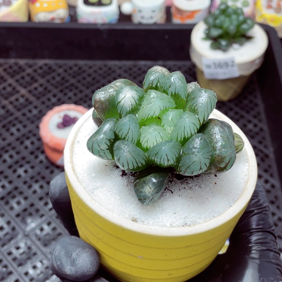 w3693--带盆土发货，零下地区拍保温箱