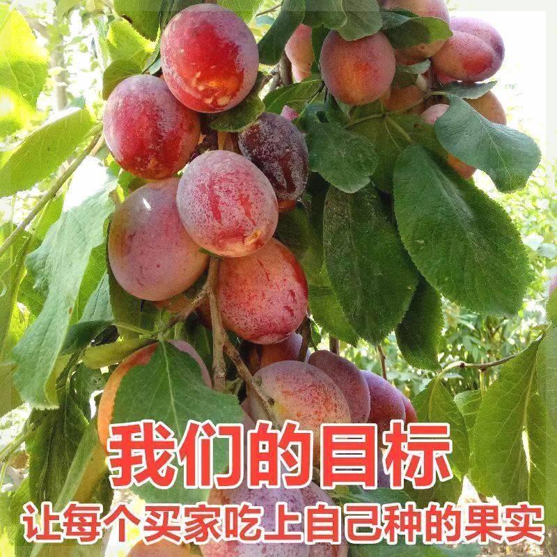 西梅树苗西梅李子果树苗子南北方种植四季盆栽地栽水果苗当年结果