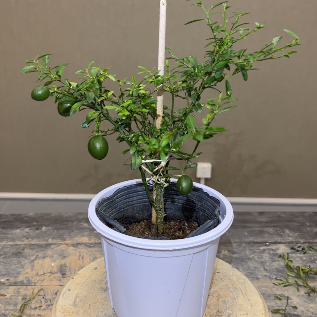 完全开放绿植盆栽植物花卉